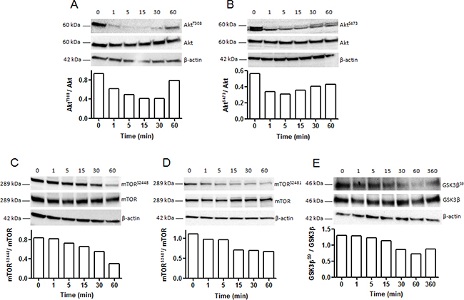 Kinetic analysis of Akt, mTOR and GSK3&#x03B2; phosphorylation in SK-MEL-28 melanoma cells after incubation with NC1(XIX).