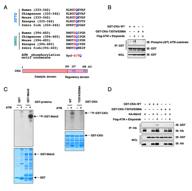 ATM phosphorylates Casein Kinase I&#948; to regulate its subcellular localization and its ability to interact with Mdm2.