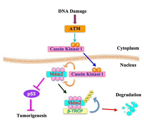 A proposed role for the ATM in &#946;-TRCP-mediated Mdm2 ubiquitination and destruction.