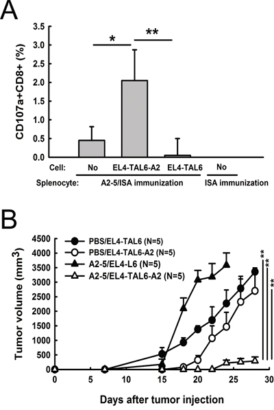 Anti-tumor effect of HLA-A2-restricted TAL6 peptide immunization in HLA-A2 transgenic mice.