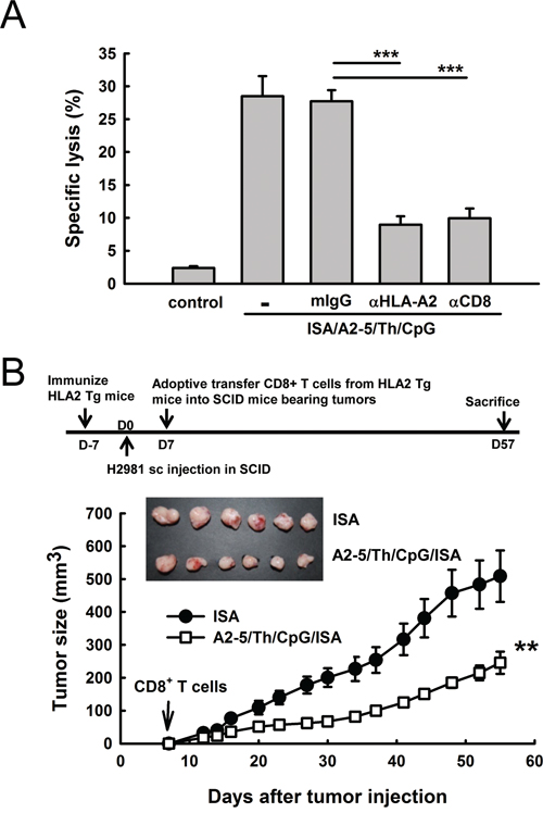 Peptide A2-5 immunization induces HLA-A2 specific cytotoxic T lymphocyteresponses in HLA-A2 transgenic mice.