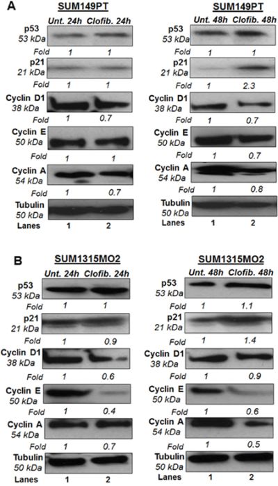 Effect of clofibrate on cell cycle regulatory enzymes.