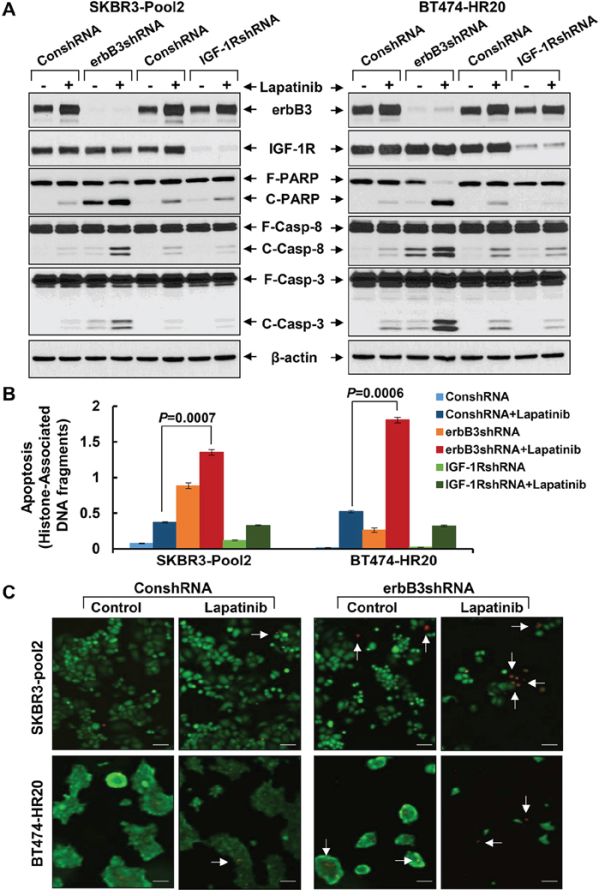 Specific knockdown of erbB3, but not IGF-1R, markedly enhances lapatinib-induced apoptosis in trastzumab-resistant breast cancer cells.