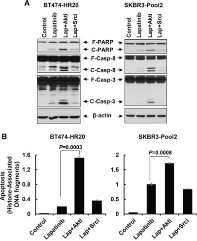 The Akt inhibitor, but not Src inhibitor, dramatically potentiates lapatinib-induced apoptosis in trastzumab-resistant breast cancer cells.