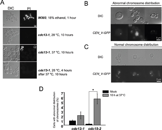 Prolong (10 h) incubation of cdc15-2 mutant at non-permissive temperature causes chromosome V missegregation.