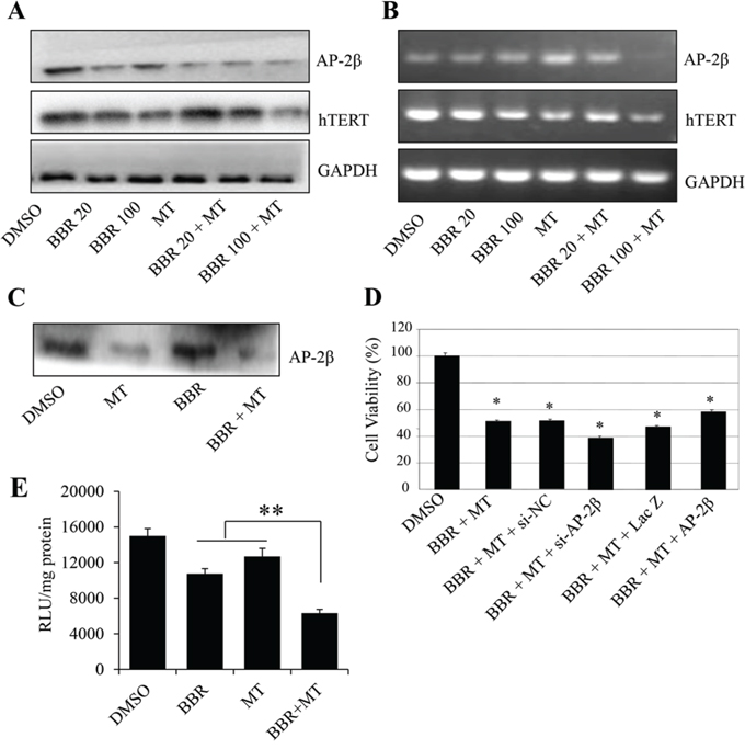 Melatonin enhanced the berberine-mediated inhibition of AP-2&#x03B2;/hTERT signaling.