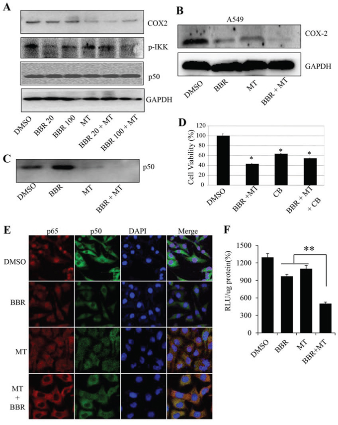 Melatonin enhanced the berberine-mediated inhibition of p50/COX-2 signaling.