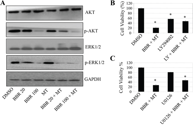 Melatonin enhanced the berberine-mediated inactivation of Akt/ERK signaling.