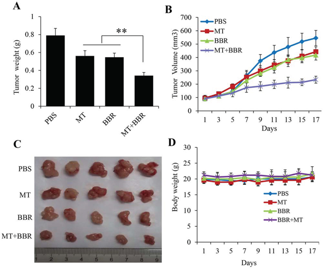 Melatonin enhanced the berberine-mediated inhibition of lung cancer growth in a xenograft tumor model in vivo.