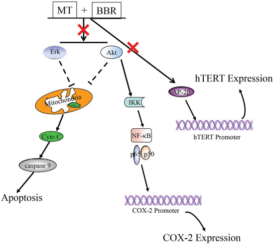 The schematic diagram regarding the regulation of multiple signaling pathways by melatonin and berberine in lung cancer cells.