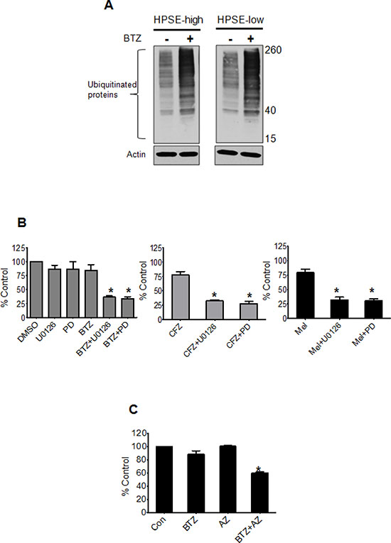 Blocking ERK overcomes heparanase-induced chemoresistance of myeloma cells.