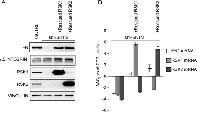 RSK1 and RSK2 silencing affects FN but not integrin &#x03B1;5 chain expression.