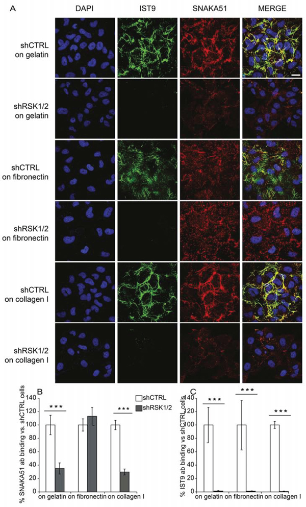 RSK1 and RSK2 silencing affects adhesive proteins in ovarian cancer cells.