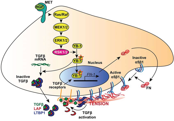 RSK dependent molecular mechanism of FN secretion and integrin activation in ovarian cancer cells.