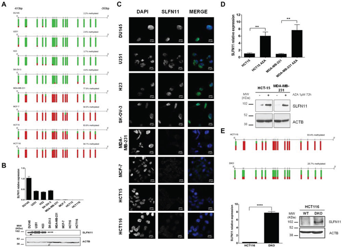 DNA methylation-associated transcriptional silencing of SLFN11.