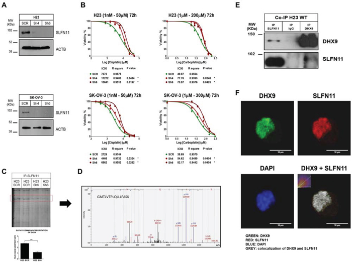 Impact of SLFN11 in cisplatin/carboplatin chemoresistance in vitro and the search for a protein partner.