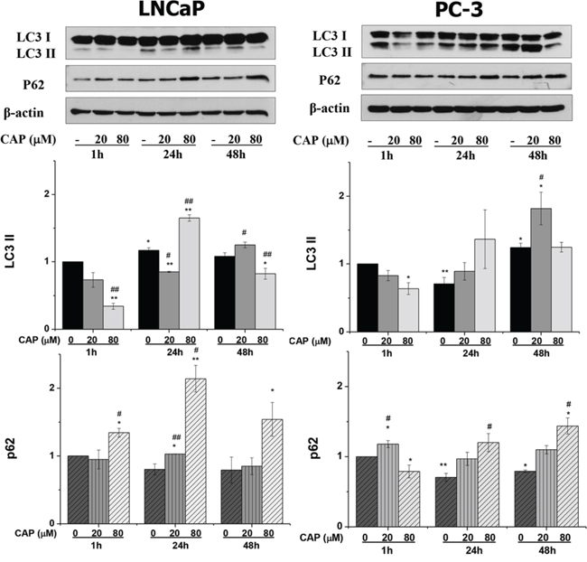 Autophagy blockage induced by capsaicin in prostate cancer cells.
