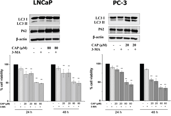 Autophagy inhibition with 3-MA do not modify the effect of capsaicin in prostate cancer cells.