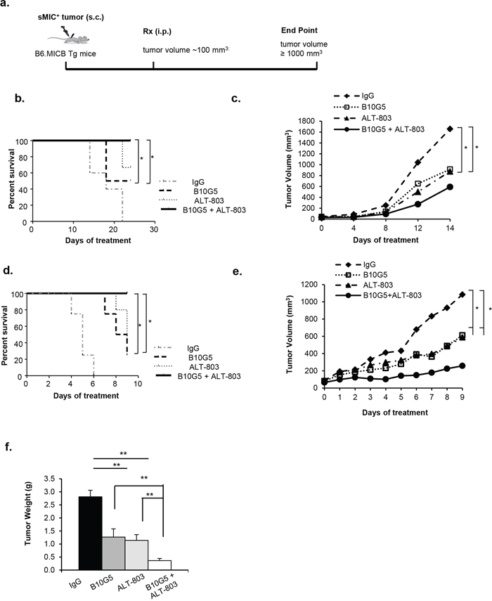 Combined therapy inhibits tumor growth and prolongs survival of animals bearing sMIC&#x002B; tumors.