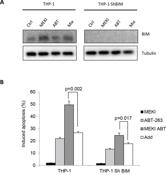 BIM accumulation does not participate in the cooperation between ABT-263 and MEKI to induce apoptosis in THP-1.