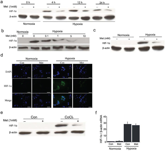 Metformin decreases HIF-1&#x03B1; protein levels in HCC cells.