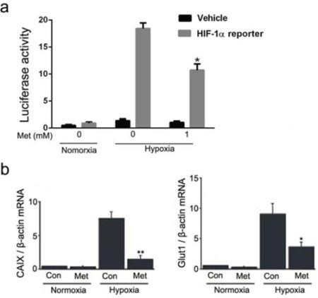 Effect of metformin on transactivation activity of HIF-1&#x03B1; in HepG2 cells.