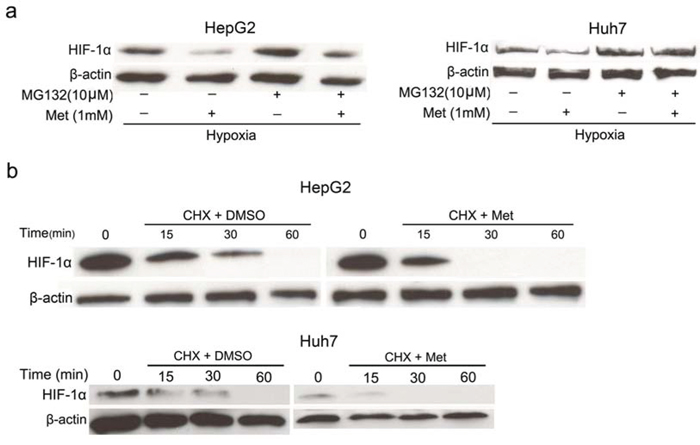 Effects of metformin on protein stability of HIF-1&#x03B1;.