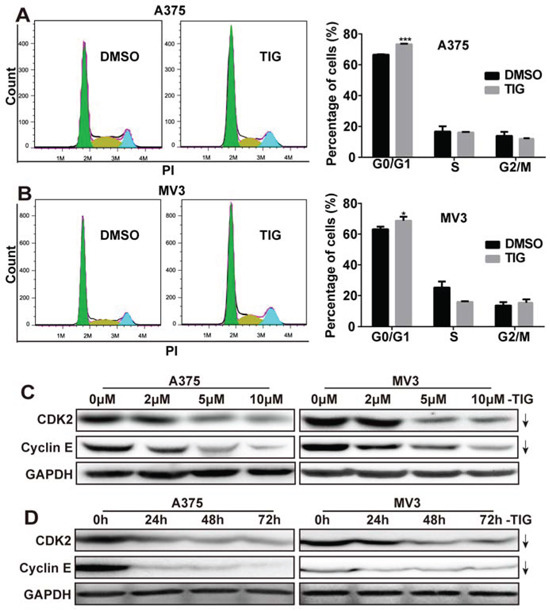 Tigecycline induced cell cycle arrest at G1 phase in human melanoma cells.