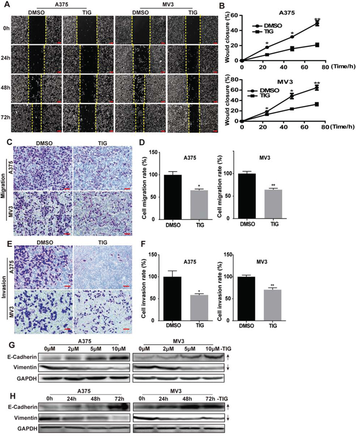 Tigecycline inhibited cell migration and invasion in human melanoma cells.