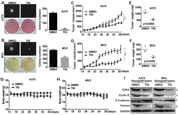 Tigecycline suppressed tumor growth in xenograft model of human melanoma cells.