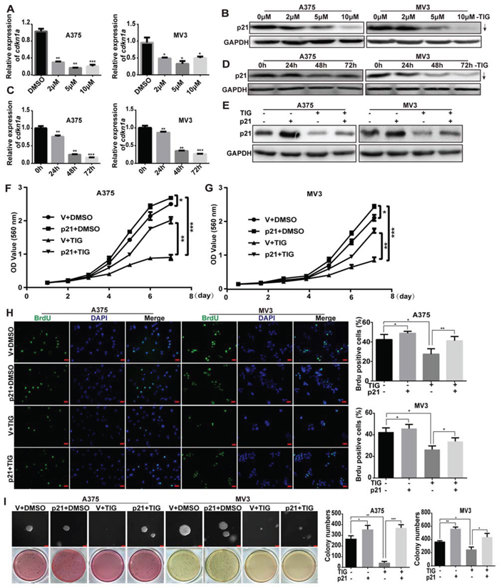 Overexpression of p21 rescued tigecycline-induced cell growth and proliferation inhibition in human melanoma cells.