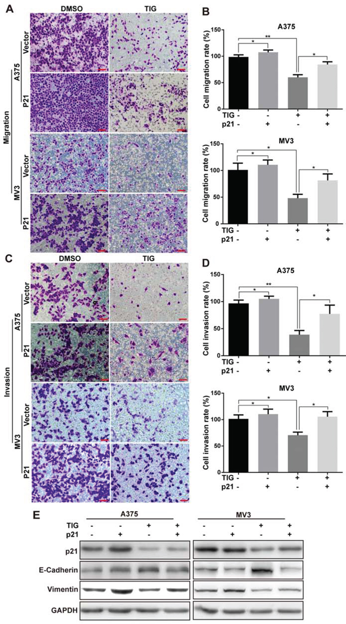 Overexpression of p21 retrieved tigecycline-induced cell migration and invasion suppression in human melanoma cells.