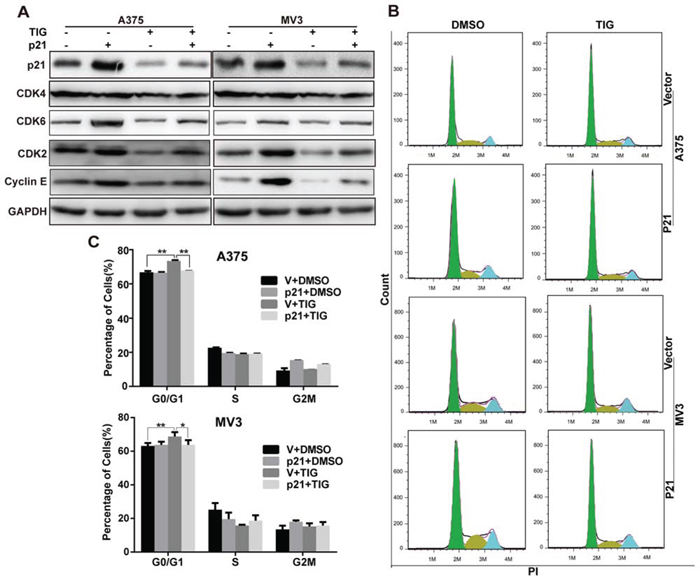 Overexpression of p21 recovered tigecycline induced cell cycle arrest in human melanoma cells.