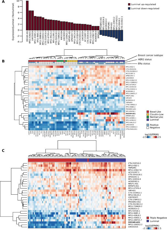 A 29-AER-lncRNAs signature defines luminal subtype of breast cancer cell lines and tumors.