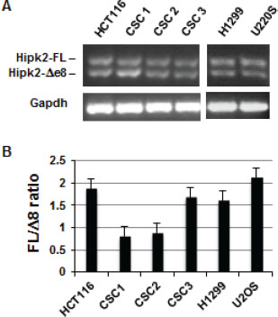 Both Hipk2 RNA isoforms are expressed in tumor cell lines and patient-derived colon CSCs.
