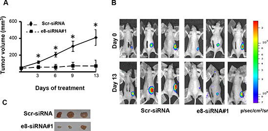 Treatment with e8-siRNA#1 inhibits tumor growth in vivo.