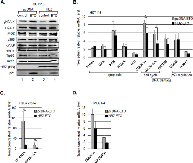 HBZ inhibits p53-mediated activation of p21/CDKN1A and GADD45A.