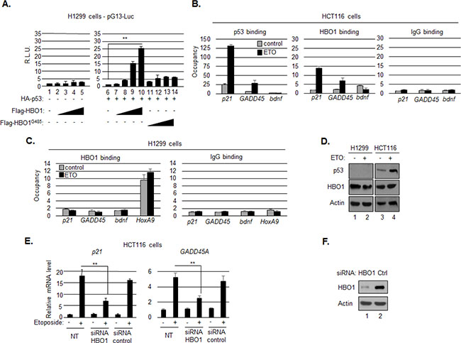 HBO1 contributes to p53-mediated activation of p21/CDKN1A.