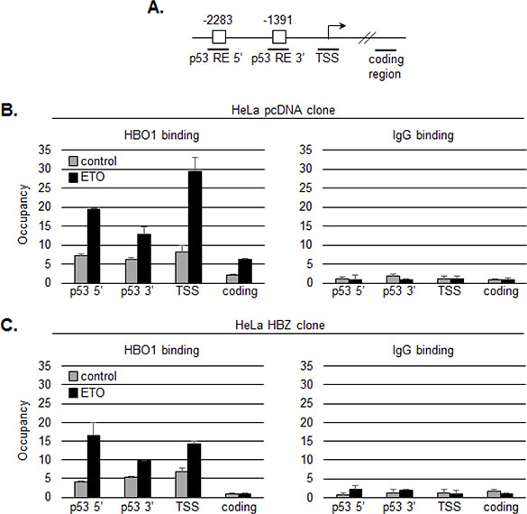 HBZ inhibits binding of HBO1 to the p21/CDKN1A promoter following etoposide treatment.