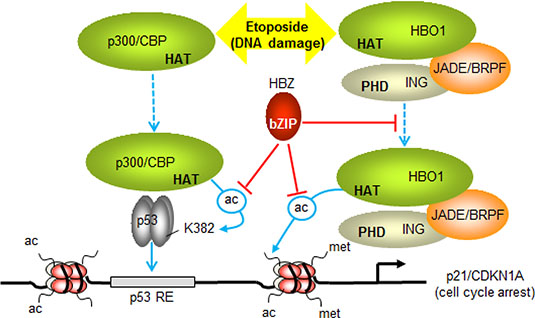 Model summarizing the effects of HBZ on p53-regulated transcription of p21/CDKN1A.