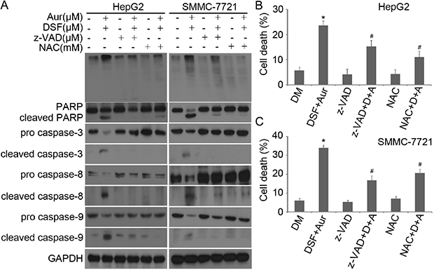 z-VAD-FMK and NAC prevented Aur + DSF from inducing capase activation and PARP cleavage.