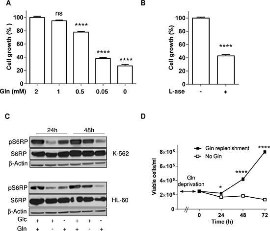 Gln deprivation inhibits leukemia cell growth but not survival.