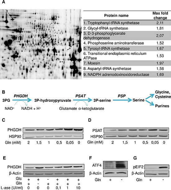 Gln deprivation promotes the serine pathway.