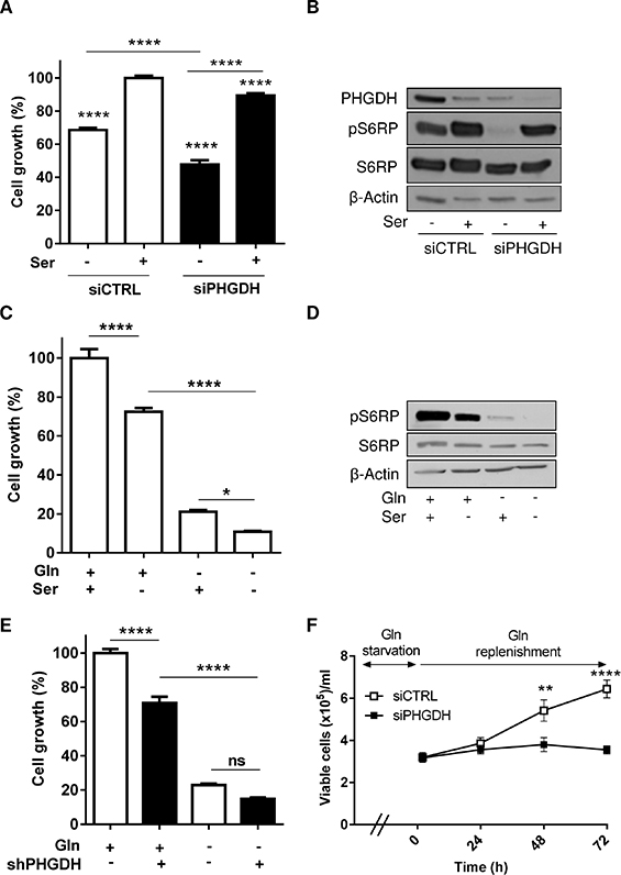 Both exogenous serine and PHGDH expression support leukemia cell growth.