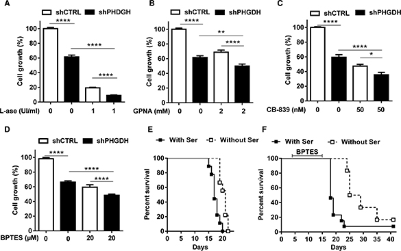 PHGDH silencing and serine deprivation inhibit leukemia cell growth and reinforce the effects of inhibitors of Gln metabolism.