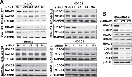 Evidence that HDAC8 is the important isoform for HDAC inhibitor-induced Notch1 downregulation.
