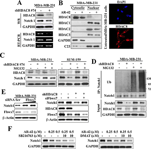 HDAC8 inhibition facilitates Fbwx7-dependent degradation of Notch1.