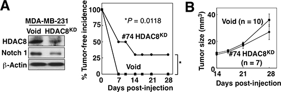 HDAC8 knockdown suppresses tumor-initiating ability of BCSCs in vivo.