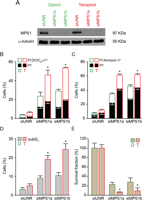 Increased sensitivity of tetraploid tumor cells to MPS1 depletion.