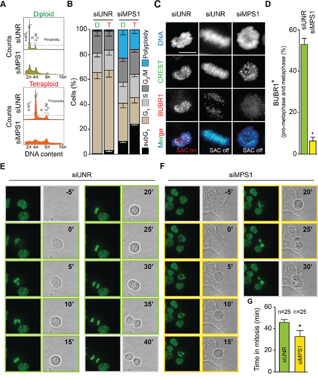 MPS1 abrogation shortens mitosis and abolishes SAC in tetraploid tumor cells.